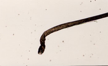 A dark, dense-looking hair in the anagen stage. It has a twisted, damaged base and appears to have been snapped off at the root.