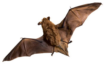 A bat, its wings outstretched.