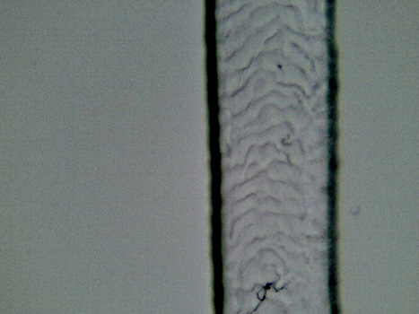 Sample C at 40x magnifiation. Similar to sample B, the scale pattern is irregularly shaped. The scales are wavy.