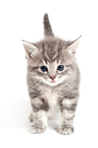 A soft-looking kitten, standing up and looking just below the camera.