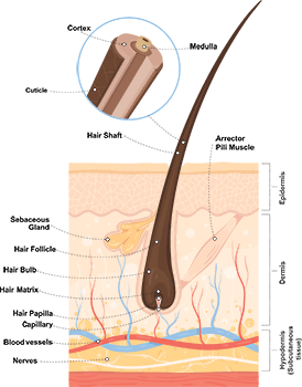 a whole hair embedded in skin and surrounded by blood vessels, sebaceous glands, and arrector pili muscles. A secondary image on the side shows a cross-section of the hair itself.