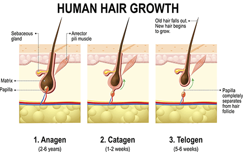 Three sections. The first section is labelled anagen, and shows a hair rooted in skin, with a small papilla coming from deeper in the skin. The papilla is embedded deeply in the hair follicle, inside the matrix. The second section is labelled catagen, and shows the papilla starting to pull out of the hair follicle. It is no longer inside the matrix. The third section shows the papilla completely separating from the hair follicle.
