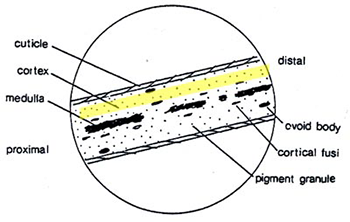 A lateral cross-section of a hair. The cortex, just inside the cuticle but outside the medulla, is highlighted.