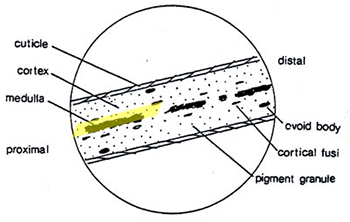 A lateral cross-section of a hair. The medulla, at the core of the hair, is highlighted.