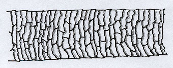 A flattened scale resembling very close-patterned tree bark.