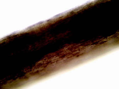 Kate Krebs's hair sample at 40x magnification. The medulla, cortex, and cuticle are all dark brown and they blend in with each other. Unlike the other samples, the edge of the cuticle is not obvious.