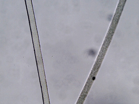 Mary Brown's hair sample at 10x magnification. THe cortex looks splotchy and is lightly colored. There is no medulla.