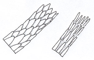 Spine-like scales.