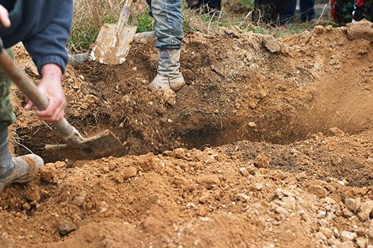 Several people with shovels digging a hole in dirt.