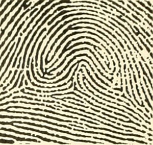 fingerprint with multiple ridgelines that circle and swirl around the middle of the finger