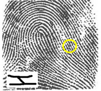 fingerprint