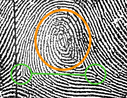 pocket loop fingerprint