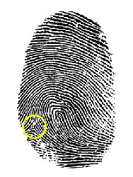 fingerprint