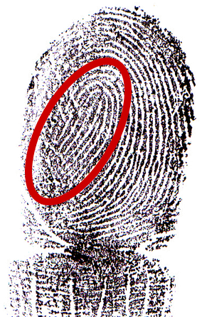 ring finger thumbprint that contains a loop entering and exiting towards the pinky