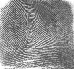 fingerprint with ridges that enter on one side and exit on the other, rising subtly like an ocean wave