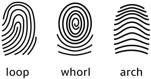 arch fingerprint pattern