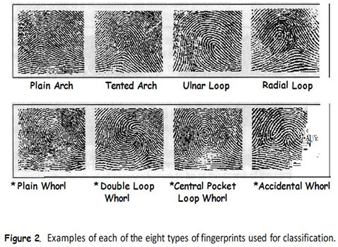 ulnar loop vs radial loop fingerprint