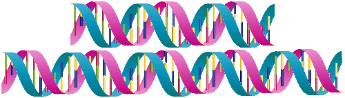 duplication of DNA