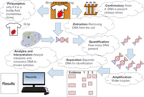 A flow chart detailing DNA testing from when it is collected to the analysis results. The steps are written below in more detail.