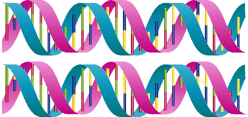 single pair DNA