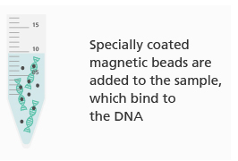 A vial of a DNA sample. Magnetic beads, represented by black dots, surround the DNA strands. Text reads: 'Specially coated magnetic beads are added to the sample, which bind to the DNA.'