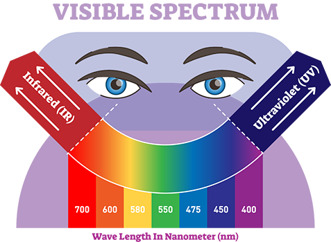 diagram of the visible spectrum of light by wavelengths in nanometers (nm) from 700 nm to 400 nm. On the visible spectrum, red has a wavelength of 700 nm, orange has a wavelenght of 600 nm, yellow 580 nm, green 550 nm, blue 475 nm, indigo 450 nm, and violet 400 nm. Infrared radiation (IR) is to the left of the visible light with larger wavelengths than visible light (more than 700 nm), and ultraviolet light (UV) is to the right of the visible light spectrum with shorter wavelengths than 400 nm.