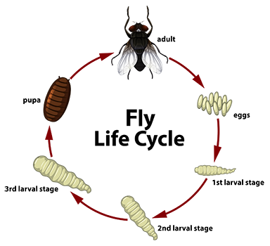 the lifecycle of a fly, showing an adult housefly at top, and rotating clockwise through the stages of life: eggs, first, second, and third larval stages, pupa, and back to adult housefly.