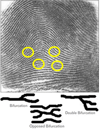 Fingerprint with highlighted bifurcations and magnified insets of bifurcation, double bifurcation, and opposed bifurcation patterns. 