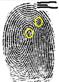 Fingerprint with highlighted ending ridges and magnified inset of ending ridge pattern. 