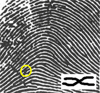 Fingerprint with a highlighted ridge crossing and magnified inset of ridge crossing pattern. 