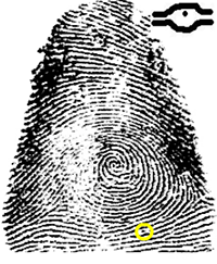 Fingerprint with a highlighted ridge dot and magnified inset of ridge dot pattern. 