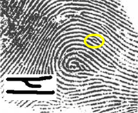Fingerprint with a highlighted spur and magnified inset of spur pattern. 