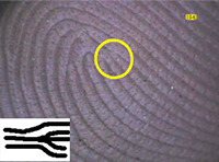 Fingerprint with a highlighted trifurcation and magnified inset of trifurcation pattern. 