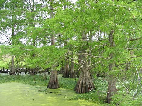 oak-gum-cypress