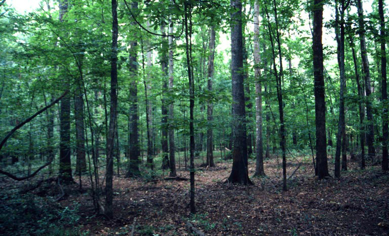 Loblolly-shortleaf pine