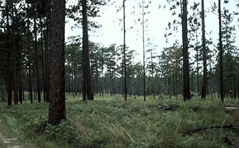 longleaf-slash pine