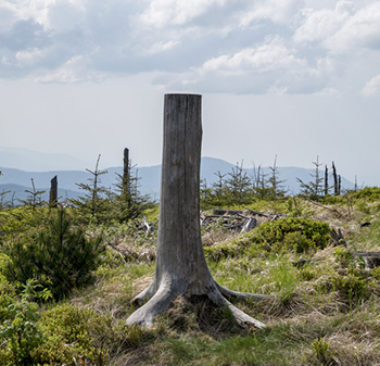 tree stump