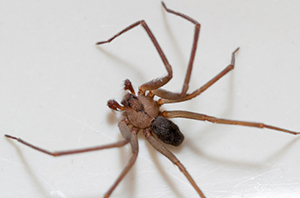 Brown recluse spider