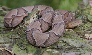 Copperhead Snake