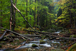 Fallen Trees