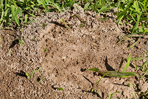 Fire-ants guarding their ant-hill