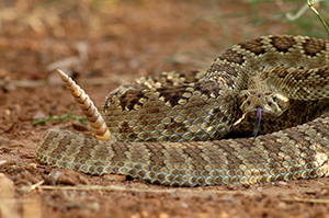 Rattlesnake