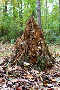 Stump