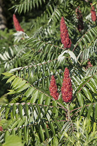 Poison Sumac