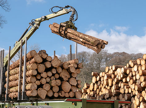 loader putting logs onto a truck