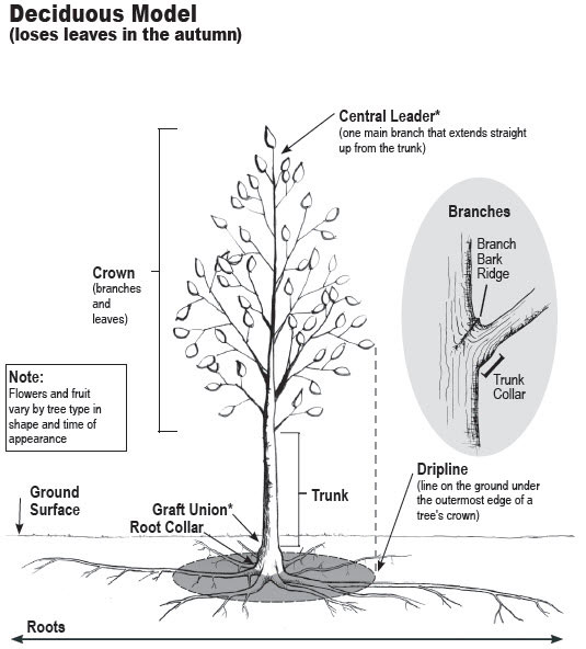 A model of a Deciduous Tree