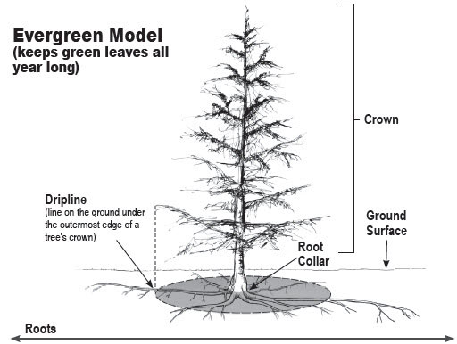 A model of a evergreen diagram