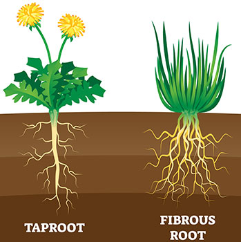 a fibrous root system in a plant and a taproot system in a plant