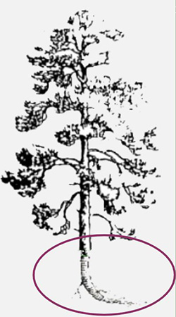 blueprint of a tree with the taproot system circled