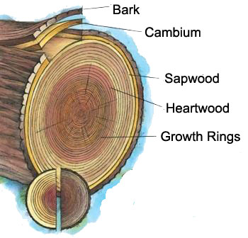 tree anatomy of a cut log labeled from the outside inward from the bark on the outside, then cambium, sapwood, and heartwood in the middle. growth rings are labeled.